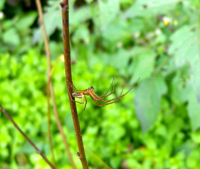 Coppia di Metellina sp.